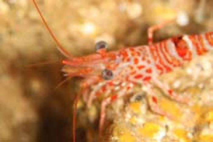 Cinetorhynchus rigens (Gordon, 1936)