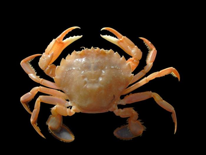 Liocarcinus holsatus (Fabricius, 1798)