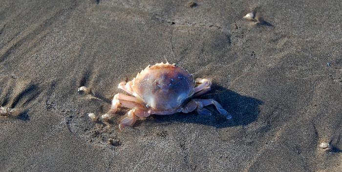 Liocarcinus holsatus (Fabricius, 1798)