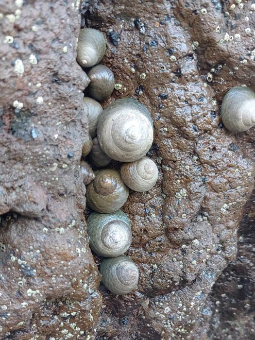 animals in situ / &copy; Patrícia Madeira