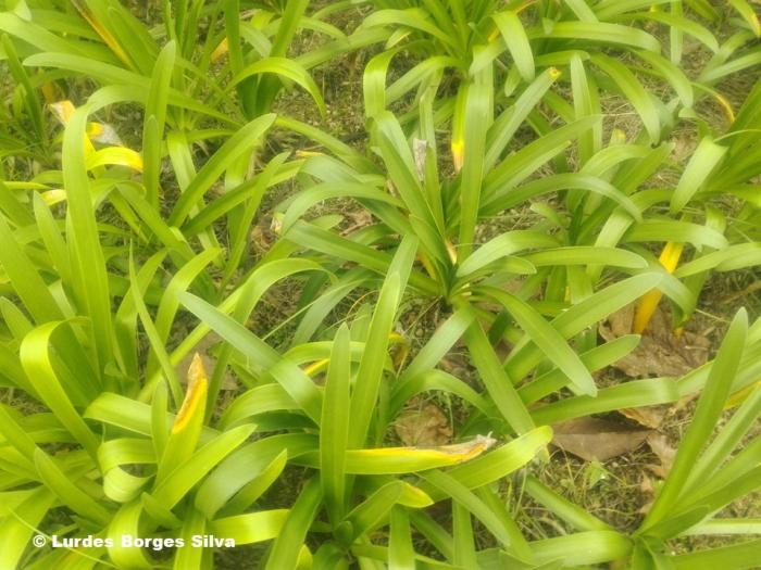 © Lurdes Borges Silva