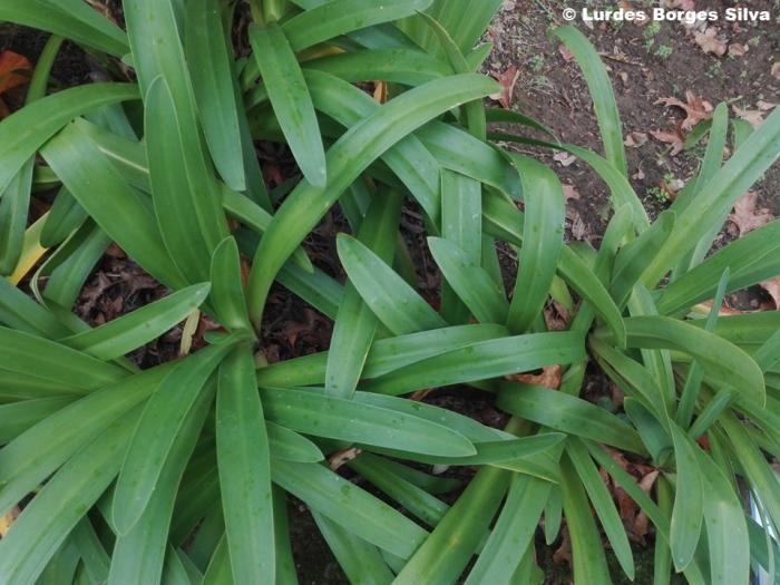 © Lurdes Borges Silva