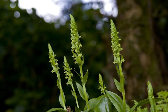 © Paulo Henrique Silva