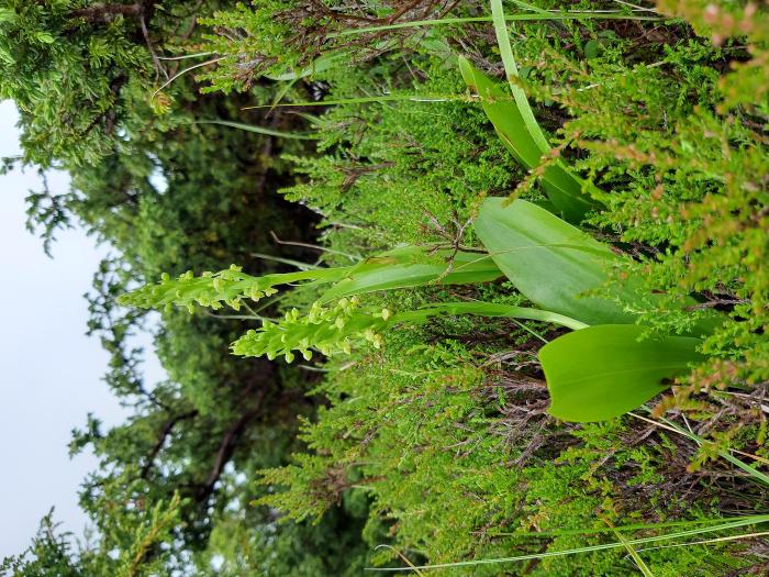 &copy; Rui Bento Elias