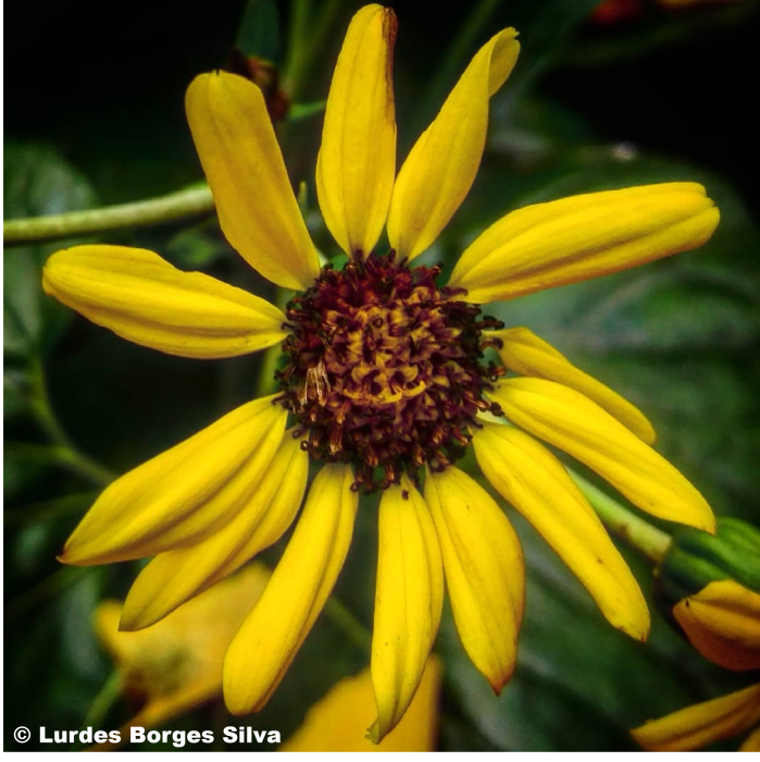 Farfugium japonicum 