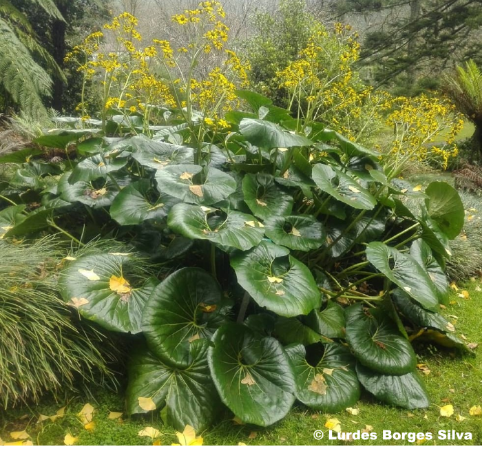 Farfugium japonicum 