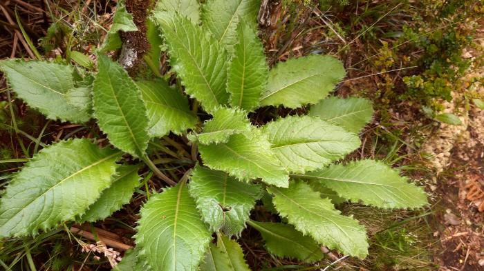 &copy; Rui Bento Elias