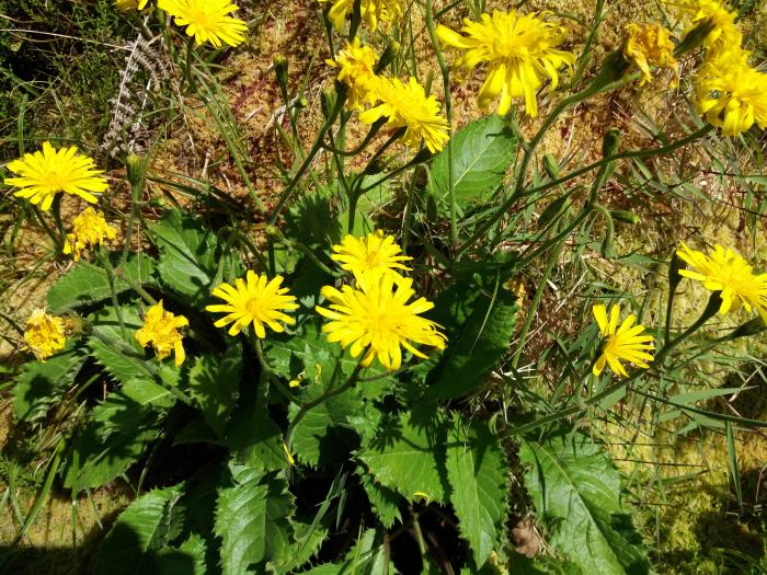 &copy; Rui Bento Elias