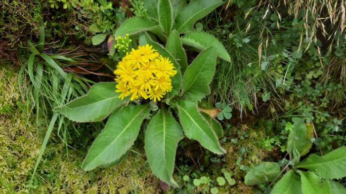 &copy; Rui Bento Elias