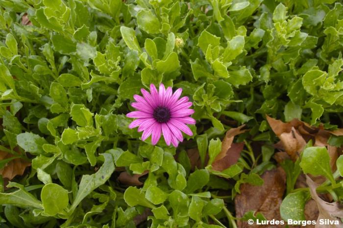 Osteospermum fruticosum (L.) Norl.