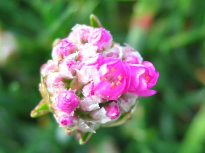 Armeria maritima (Mill.) Willd.