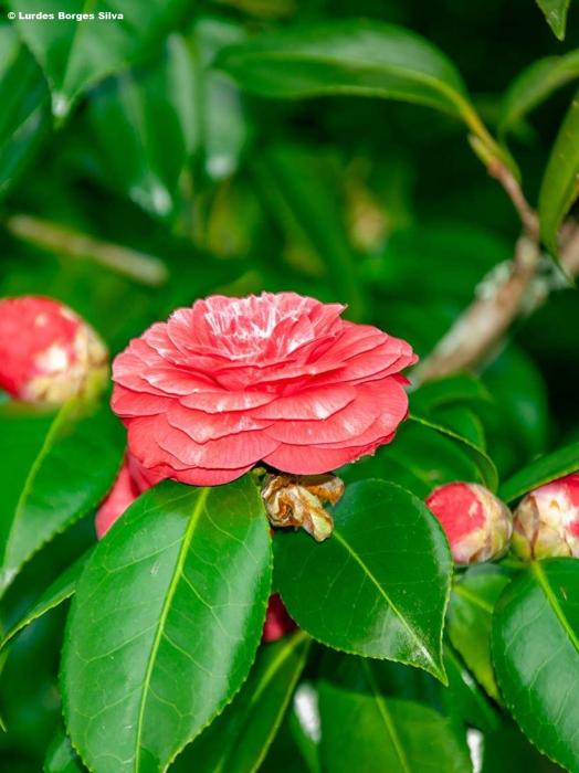 Camellia japonica 