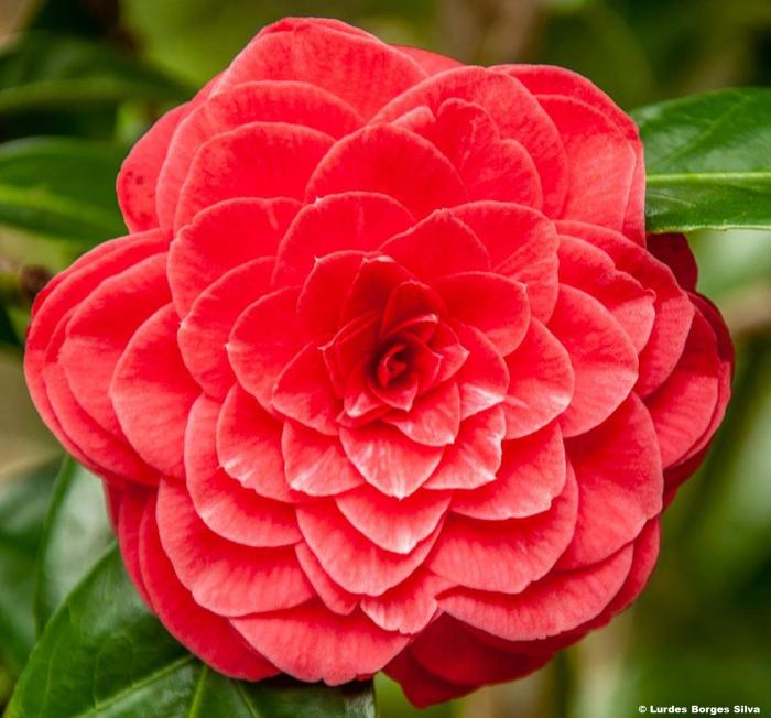Camellia japonica 