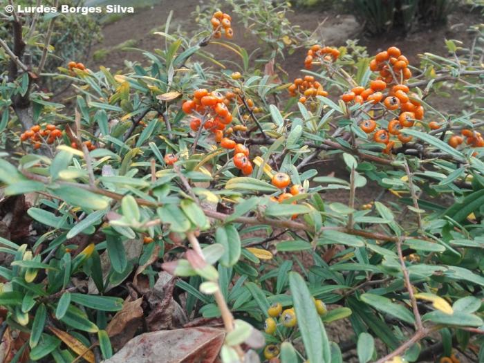 Pyracantha angustifolia C.K.Schneid.