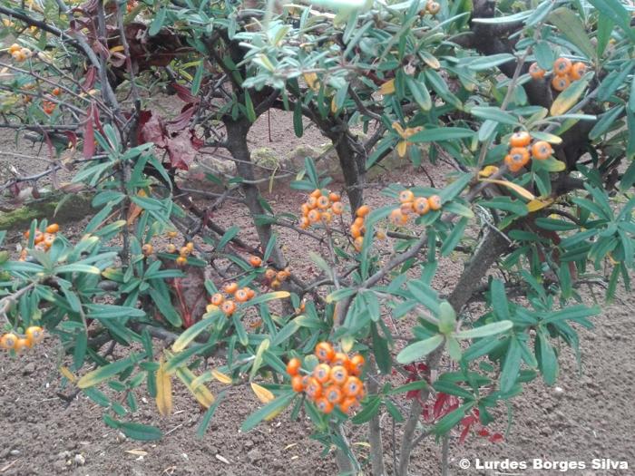 Pyracantha angustifolia C.K.Schneid.