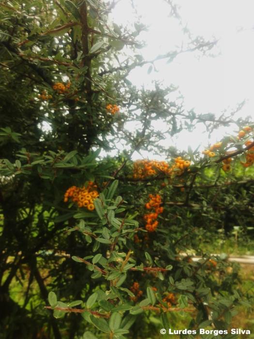 Pyracantha angustifolia C.K.Schneid.