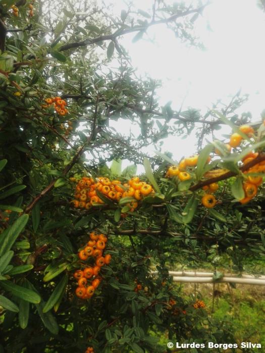 Pyracantha angustifolia C.K.Schneid.