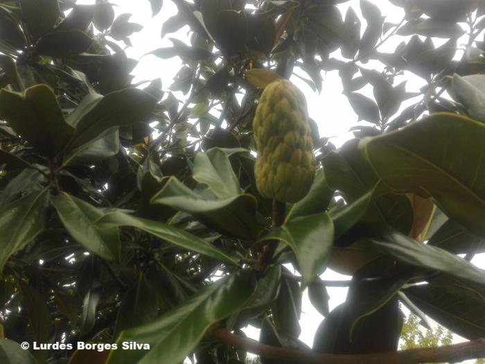 Magnolia grandiflora L.