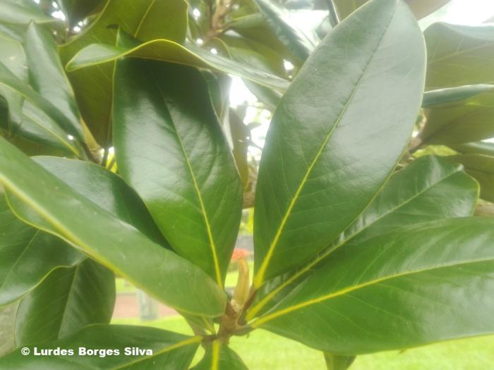 Magnolia grandiflora L.
