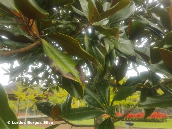 Magnolia grandiflora L.