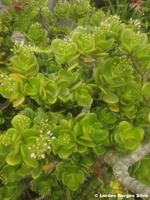 © Lurdes Borges Silva