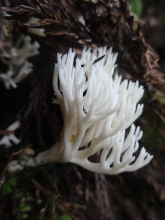 Ramaria gracilis (Pers.) Quél.