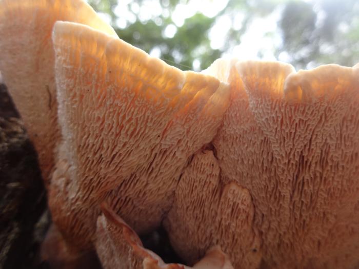 Abortiporus biennis (Bull.) Singer