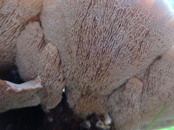 Abortiporus biennis (Bull.) Singer