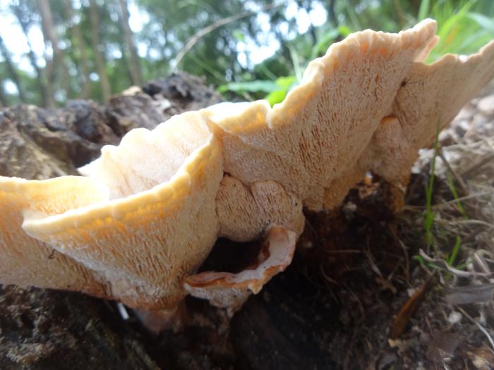 Abortiporus biennis (Bull.) Singer