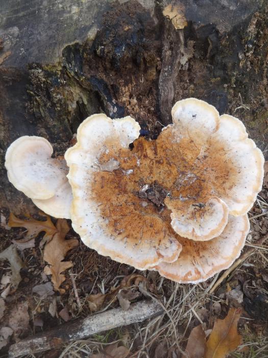 Abortiporus biennis (Bull.) Singer