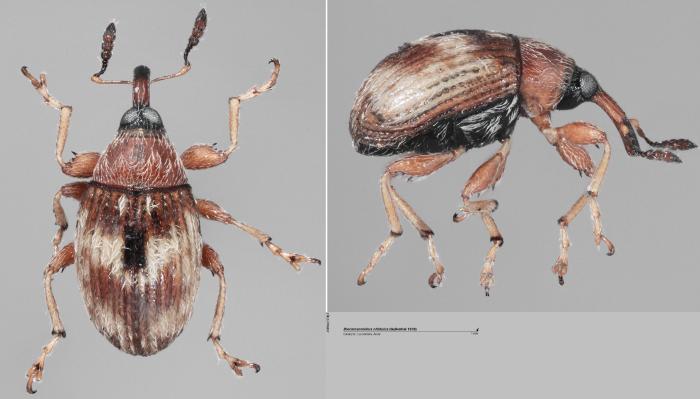 Dieckmanniellus nitidulus (Gyllenhal, 1838)