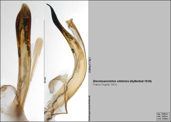 Dieckmanniellus nitidulus (Gyllenhal, 1838)