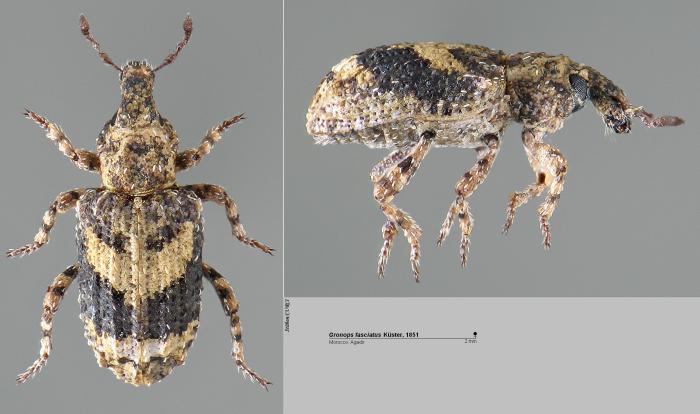 Gronops fasciatus Küster, 1851