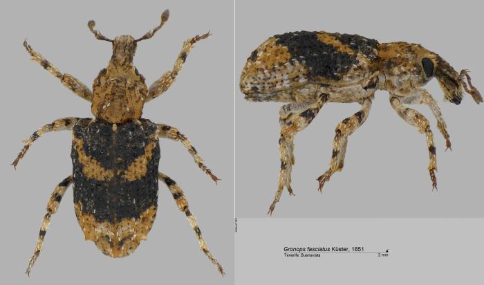 Gronops fasciatus Küster, 1851