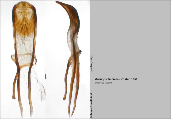 Gronops fasciatus Küster, 1851