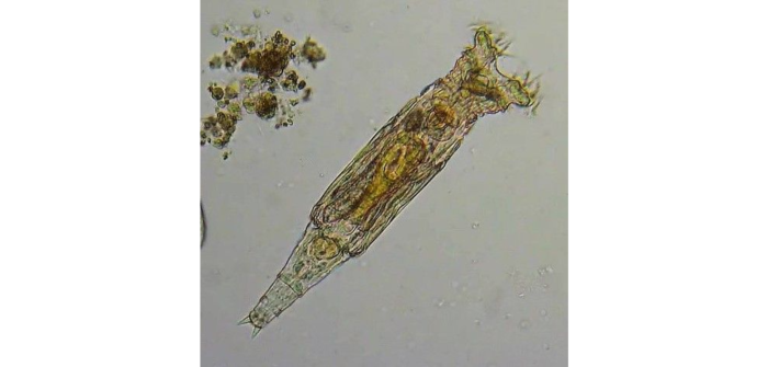Philodina citrina Ehrenberg, 1832