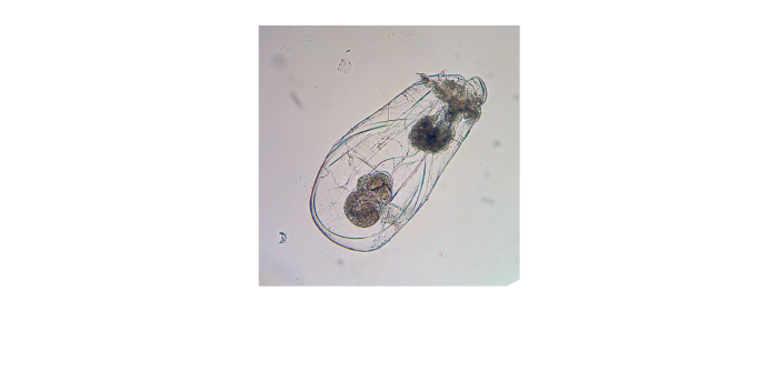 Asplanchna priodonta Gosse, 1850