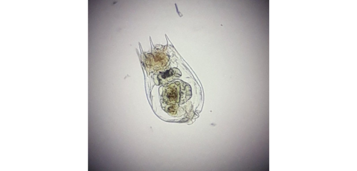 Brachionus calyciflorus Pallas, 1776