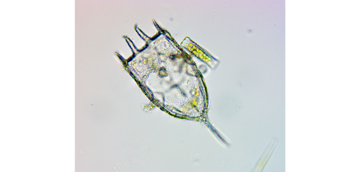 Keratella cochlearis (Gosse, 1851)