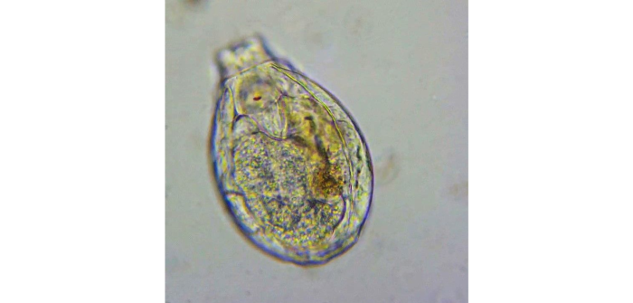Lecane closterocerca (Schmarda, 1859)