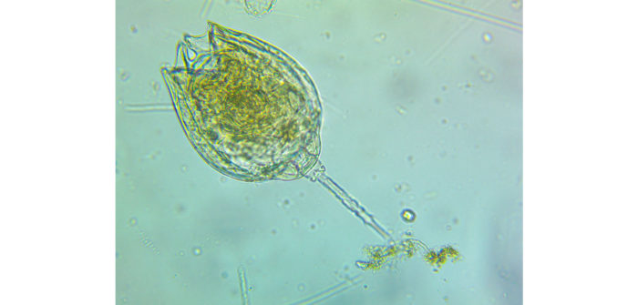 Lecane quadridentata (Ehrenberg, 1832)