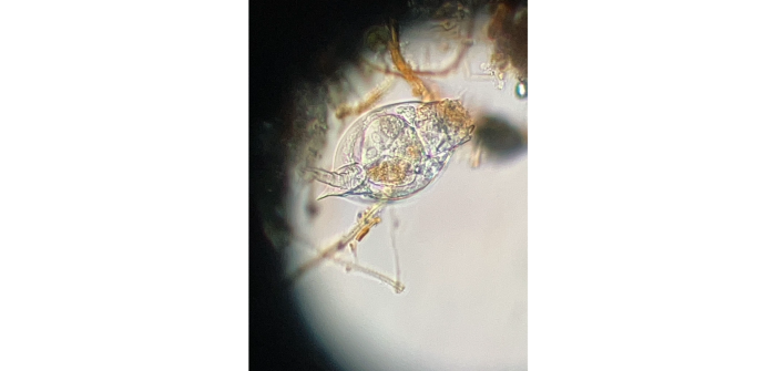 Lepadella acuminata (Ehrenberg, 1834)