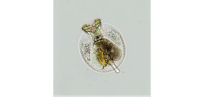 Testudinella patina (Hermann, 1783)