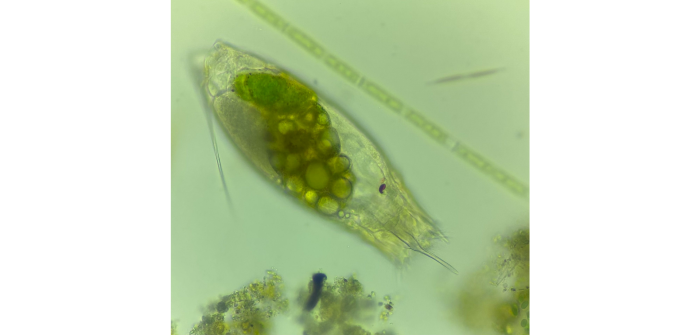 Trichocerca longiseta (Schrank, 1802)