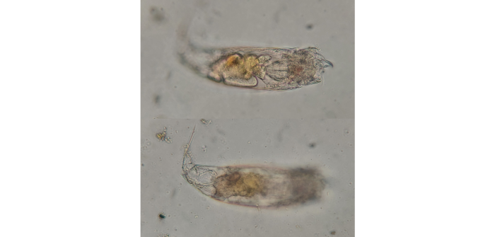 Trichocerca similis (Wierzejski, 1893)