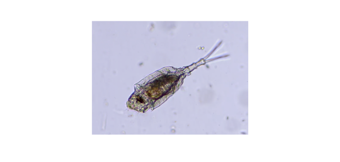 Trichotria tetractis (Ehrenberg, 1830)