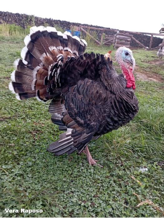 Adulto (São Miguel) / © Vera Raposo