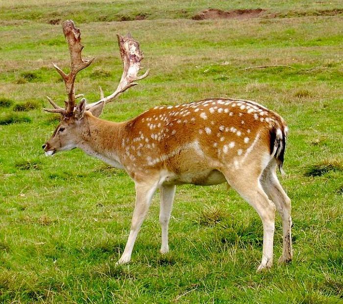 Male adult / © Wisnia6522, Public domain, via Wikimedia Commons