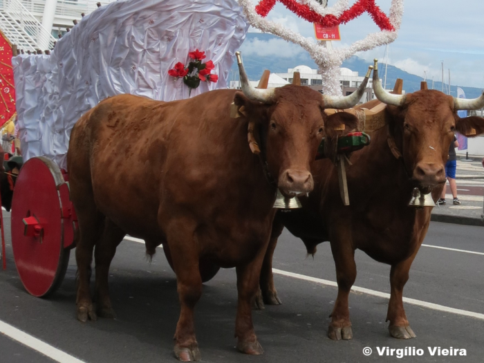 Carro de Bois (raça autóctone Ramo Grande) nas  Festas do Espírito Santo, em Ponta Delgada (07/07/2018) / © Vergílio Vieira