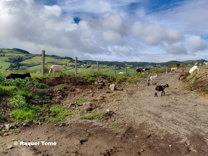 Group of domestic goats (Faial Island) / © Raquel Tomé